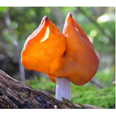 Мицелий Строчка осеннего (Gyromitra infula)